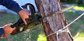 Reliable New Johnsonville, TN Tree Care Solutions