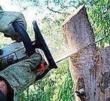 How Our Tree Care Process Works  in  New Johnsonville, TN