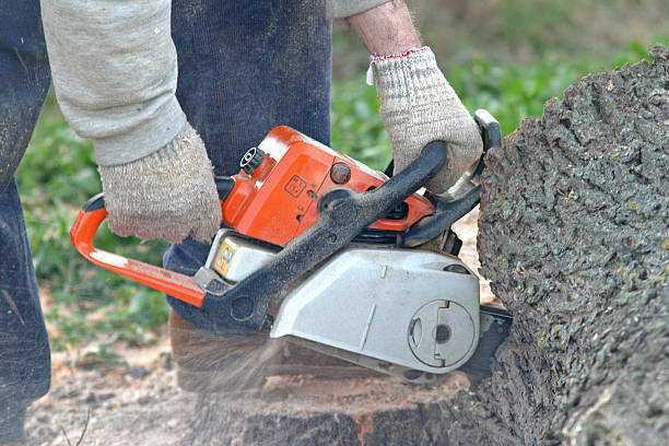 Best Pest Control for Lawns  in New Johnsonville, TN