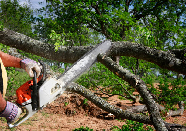 Best Lawn Renovation and Restoration  in New Johnsonville, TN